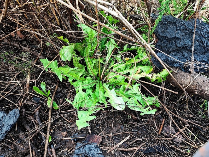 Taraxacum guanchicum photo 2
