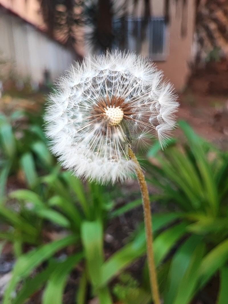 Taraxacum guanchicum photo 3