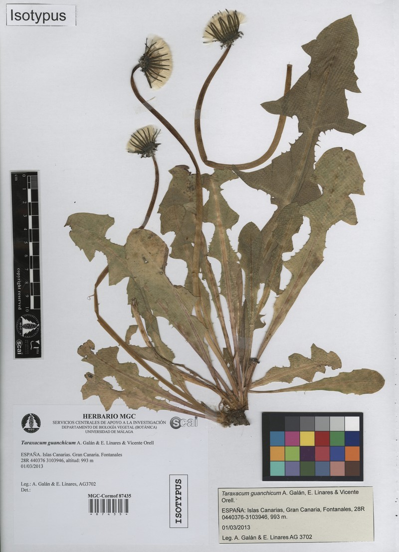 Taraxacum guanchicum photo 5