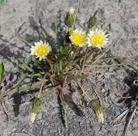 Taraxacum hyparcticum