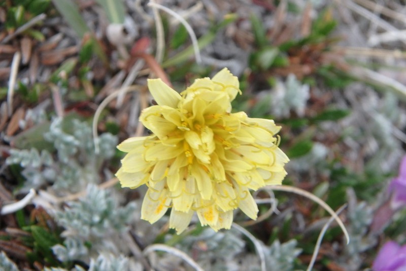 Taraxacum hyparcticum photo 2