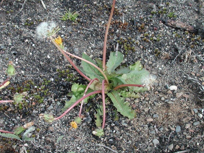 Taraxacum hyparcticum photo 3