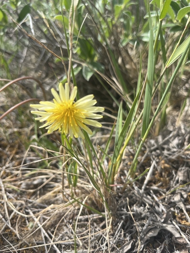 Taraxacum hyparcticum photo 4