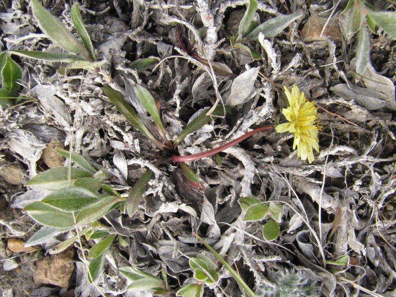Taraxacum hyparcticum photo 5
