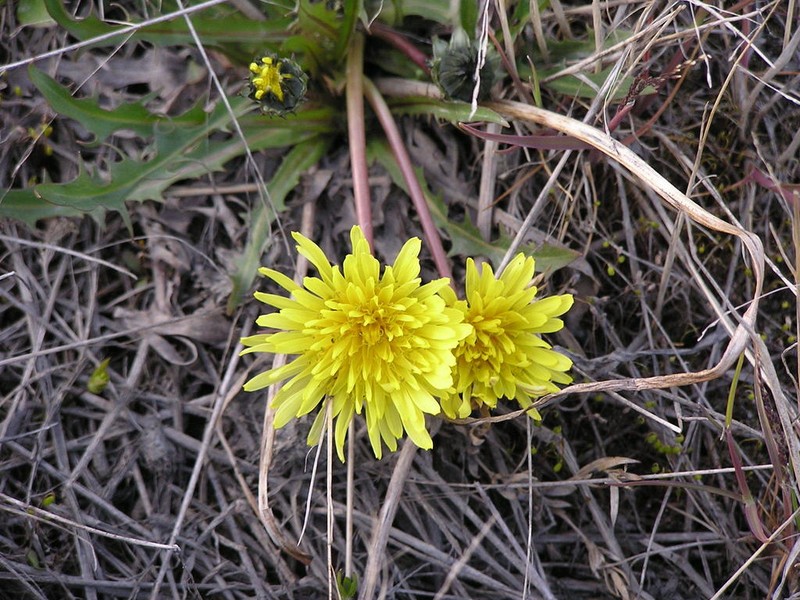 Taraxacum hyparcticum photo 6