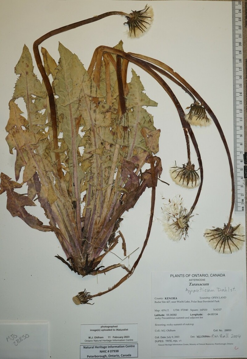 Taraxacum hyparcticum photo 7