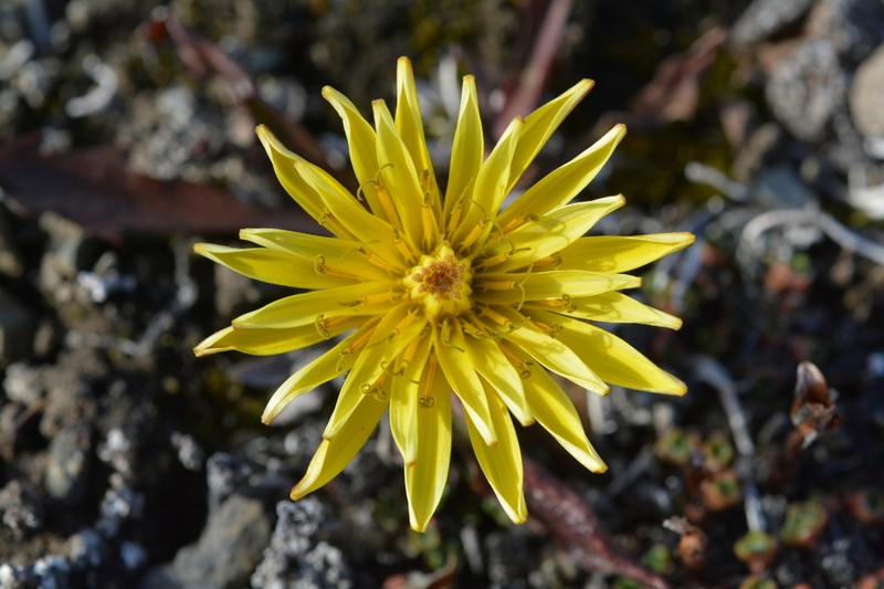 Taraxacum hyparcticum photo 8