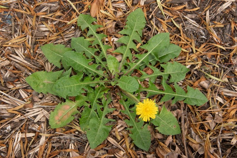 Taraxacum laceratum