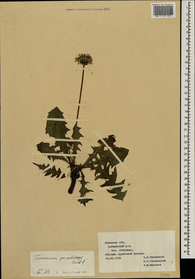 Taraxacum laceratum photo 2