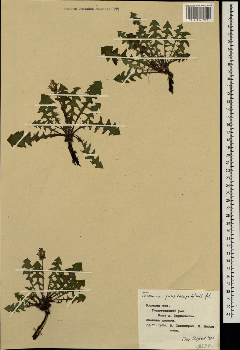 Taraxacum laceratum photo 3