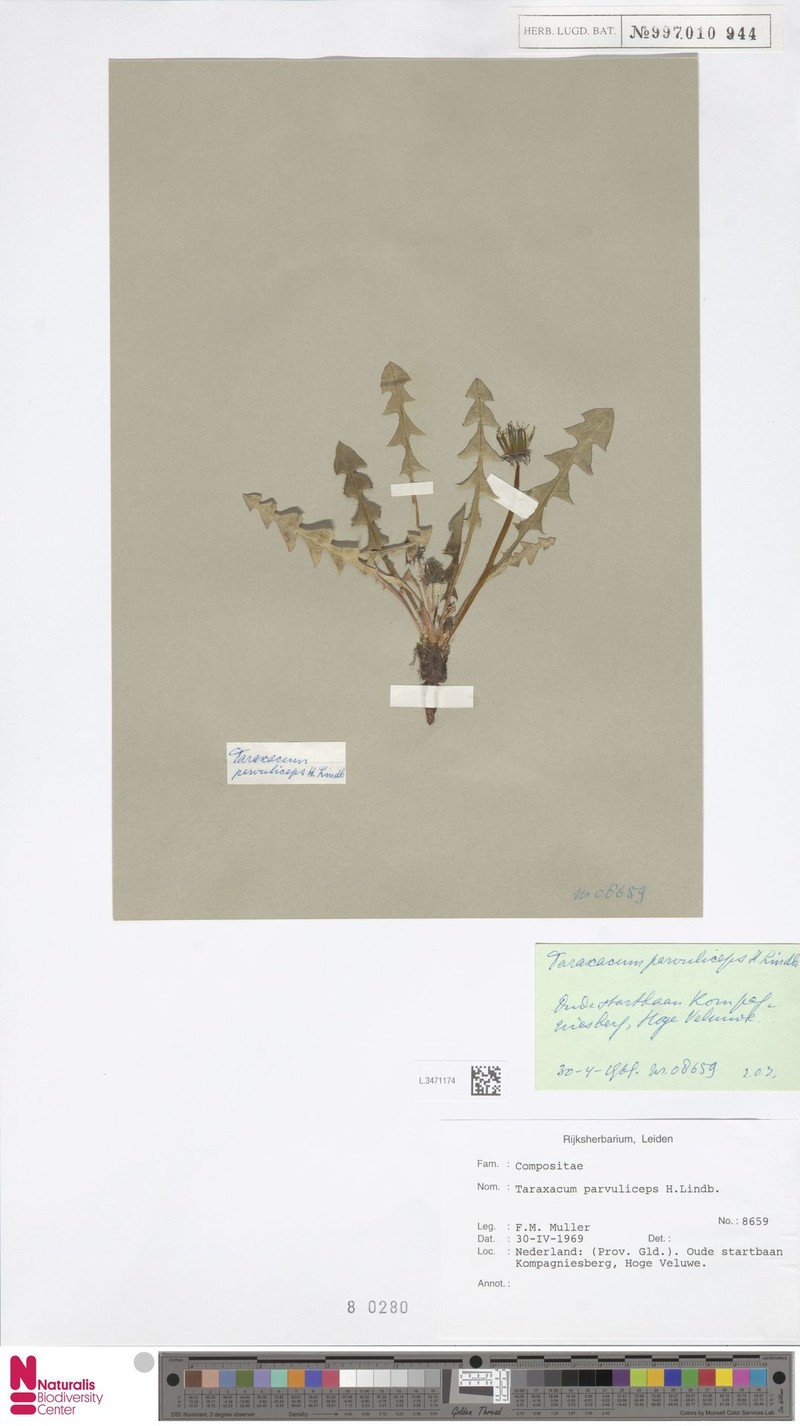 Taraxacum laceratum photo 4