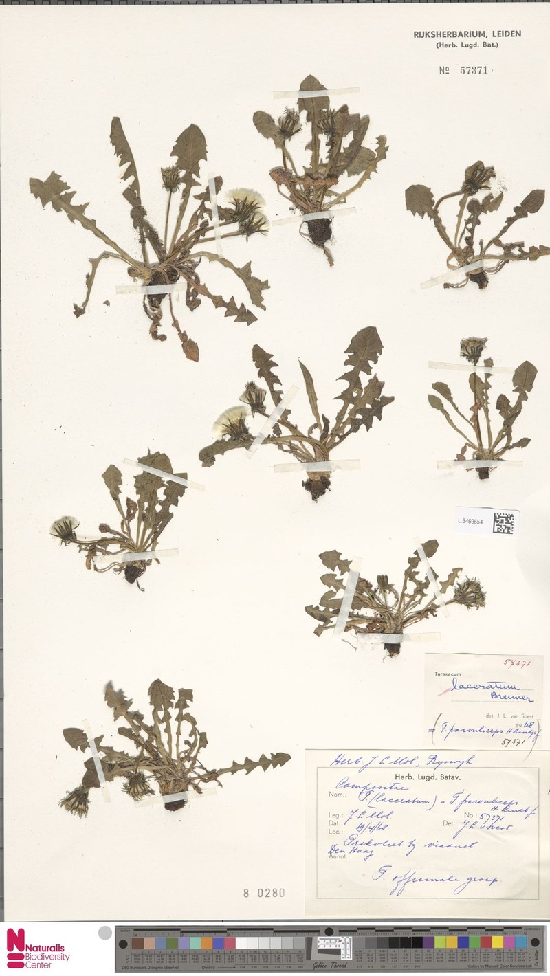 Taraxacum laceratum photo 5