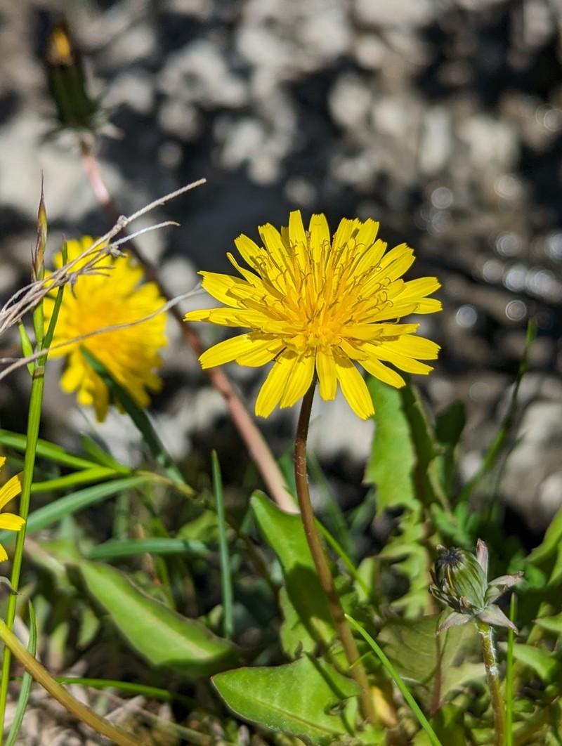 Taraxacum latilobum