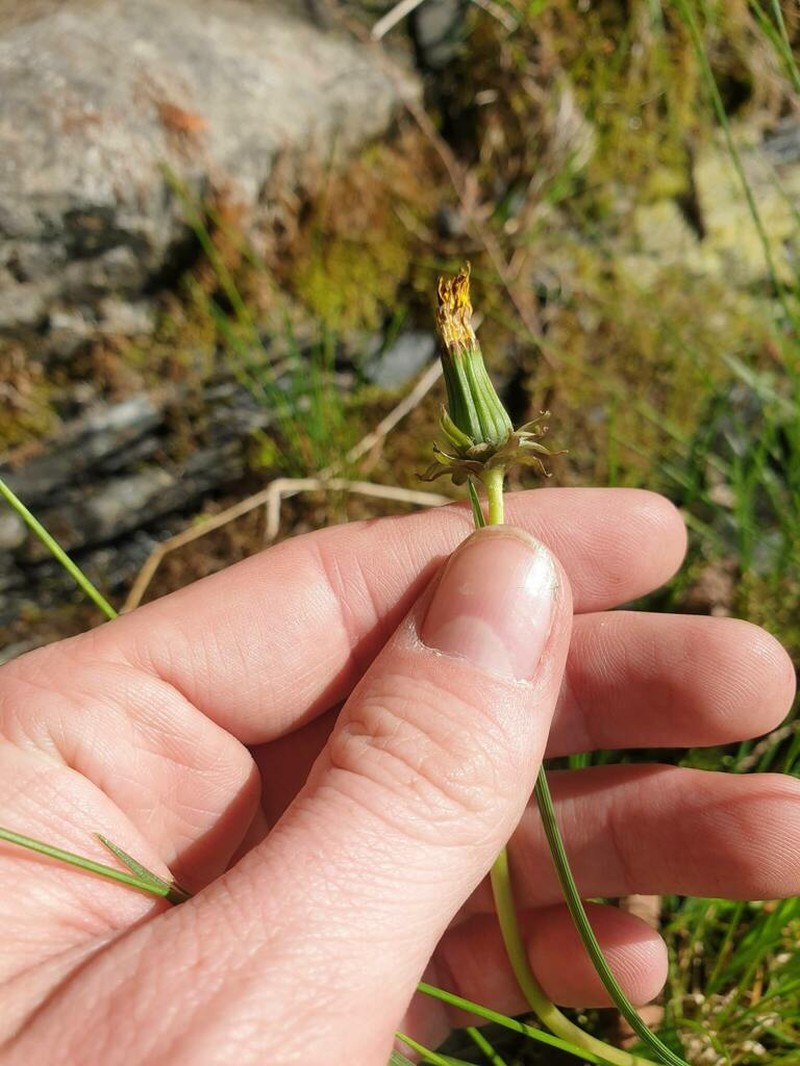 Taraxacum latilobum photo 2
