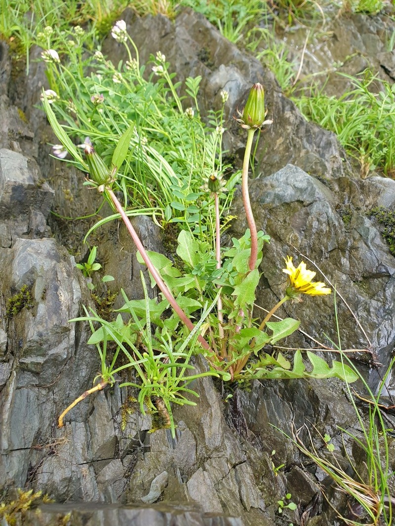 Taraxacum latilobum photo 4