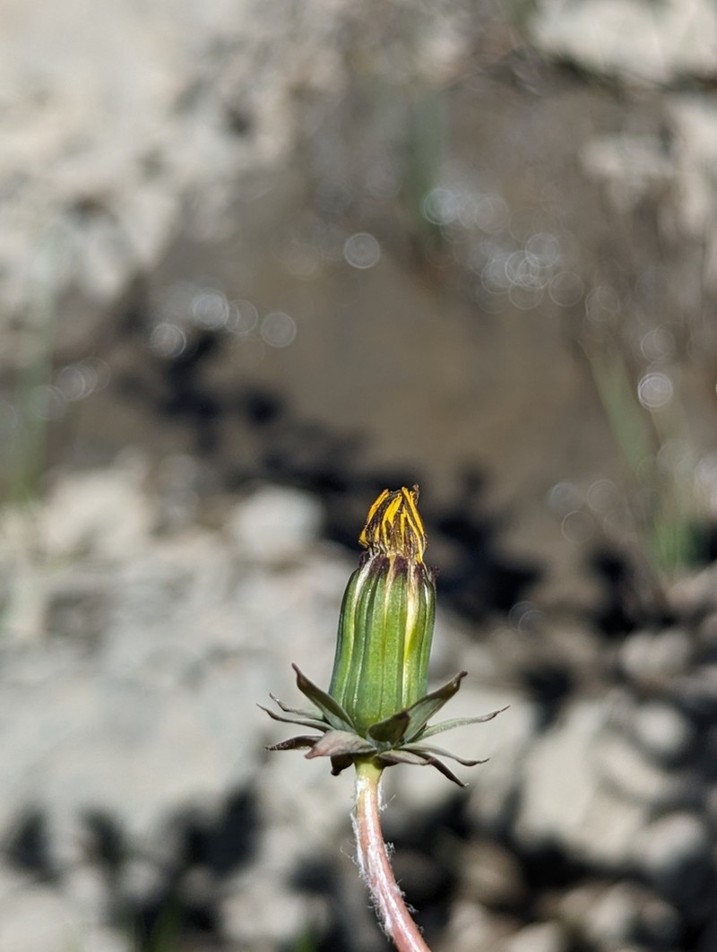 Taraxacum latilobum photo 5