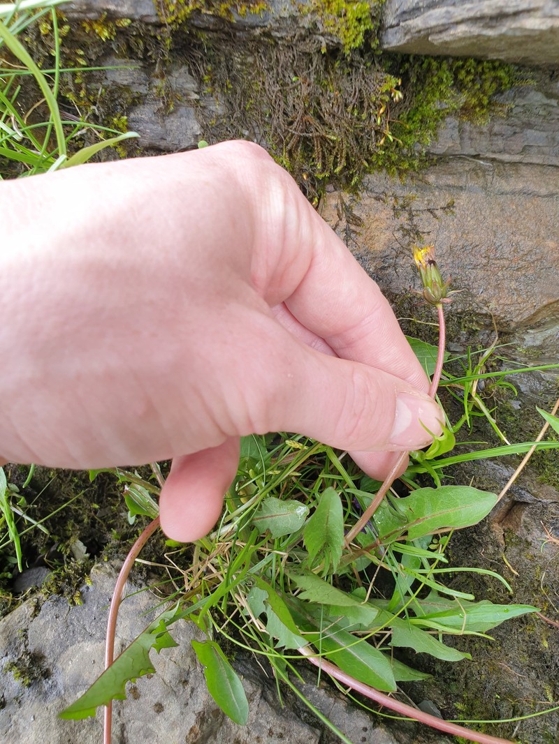 Taraxacum latilobum photo 6