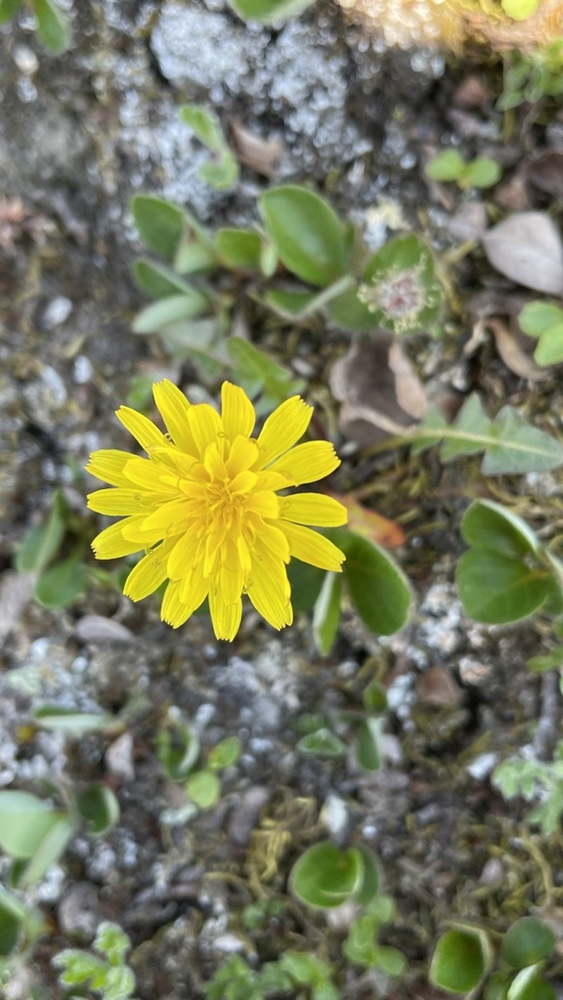 Taraxacum lautellum