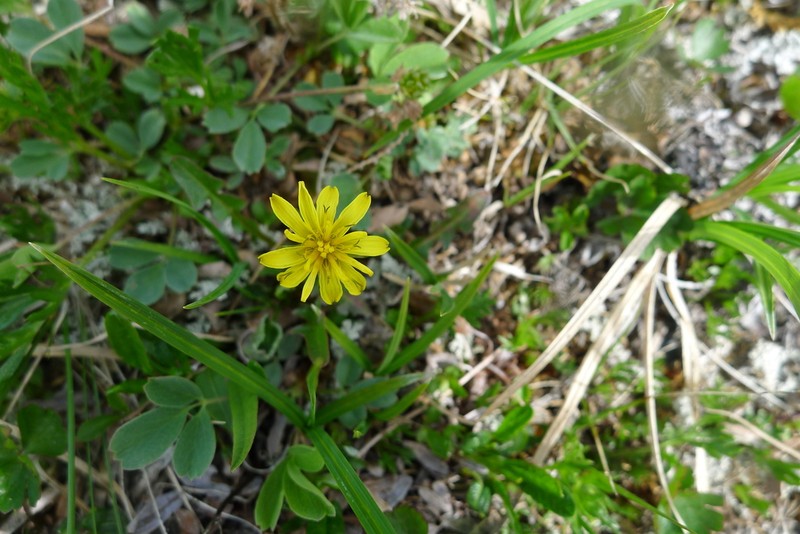 Taraxacum lautellum photo 2