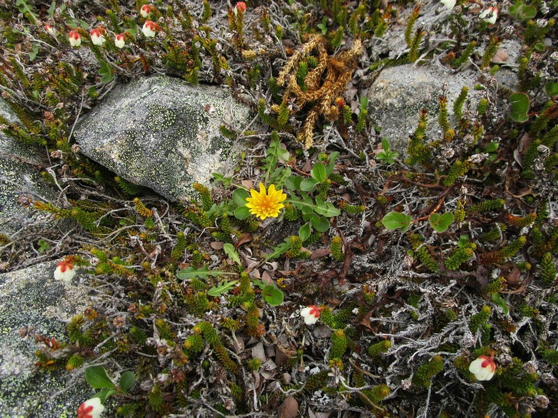 Taraxacum lautellum photo 3