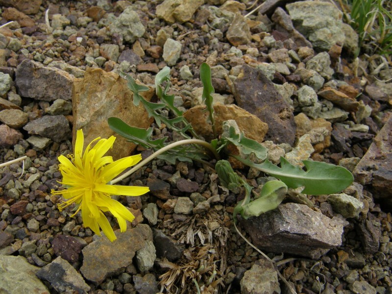 Harp Dandelion photo 3