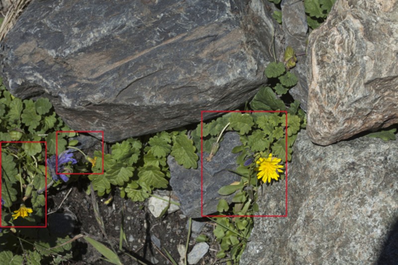 Harp Dandelion photo 4