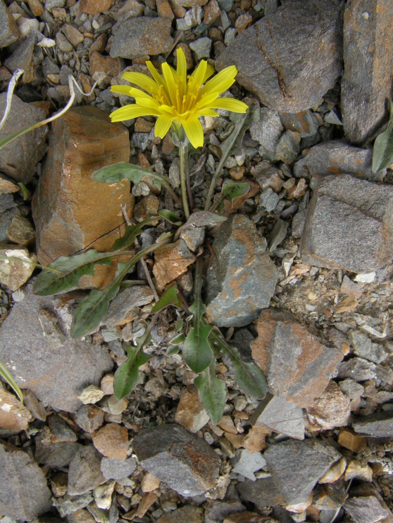 Harp Dandelion photo 6