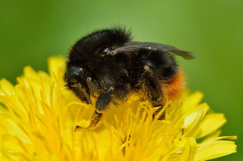 Common Dandelion