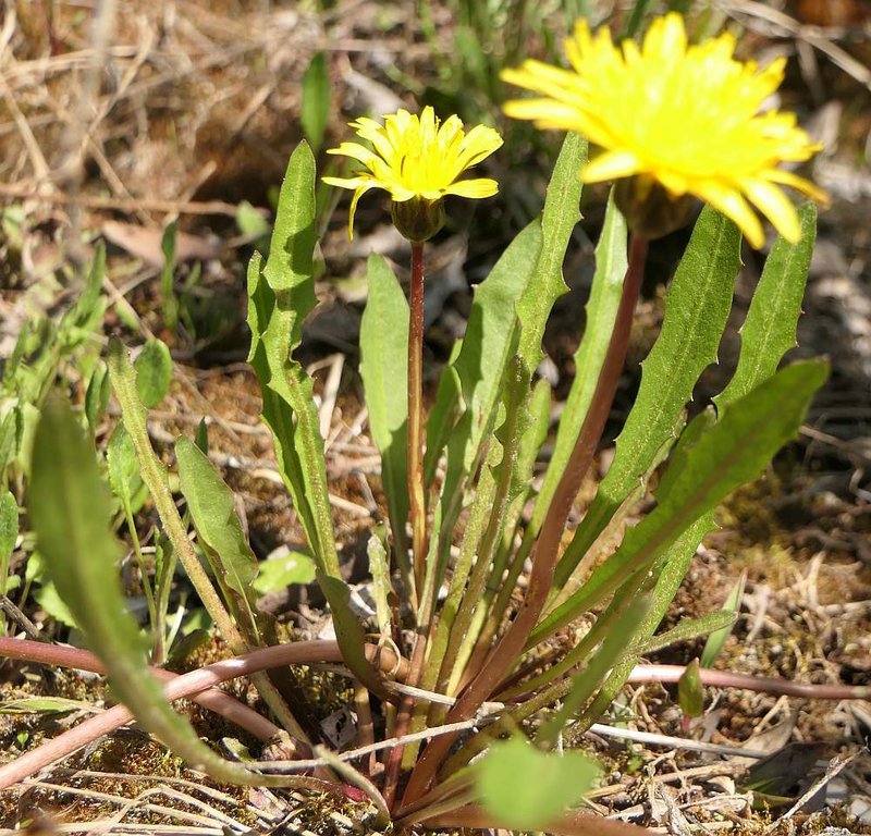 Marsh Dandelion photo 4