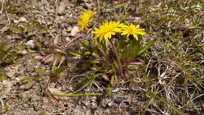 Marsh Dandelion photo 5