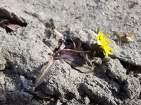 Northern Dandelion
