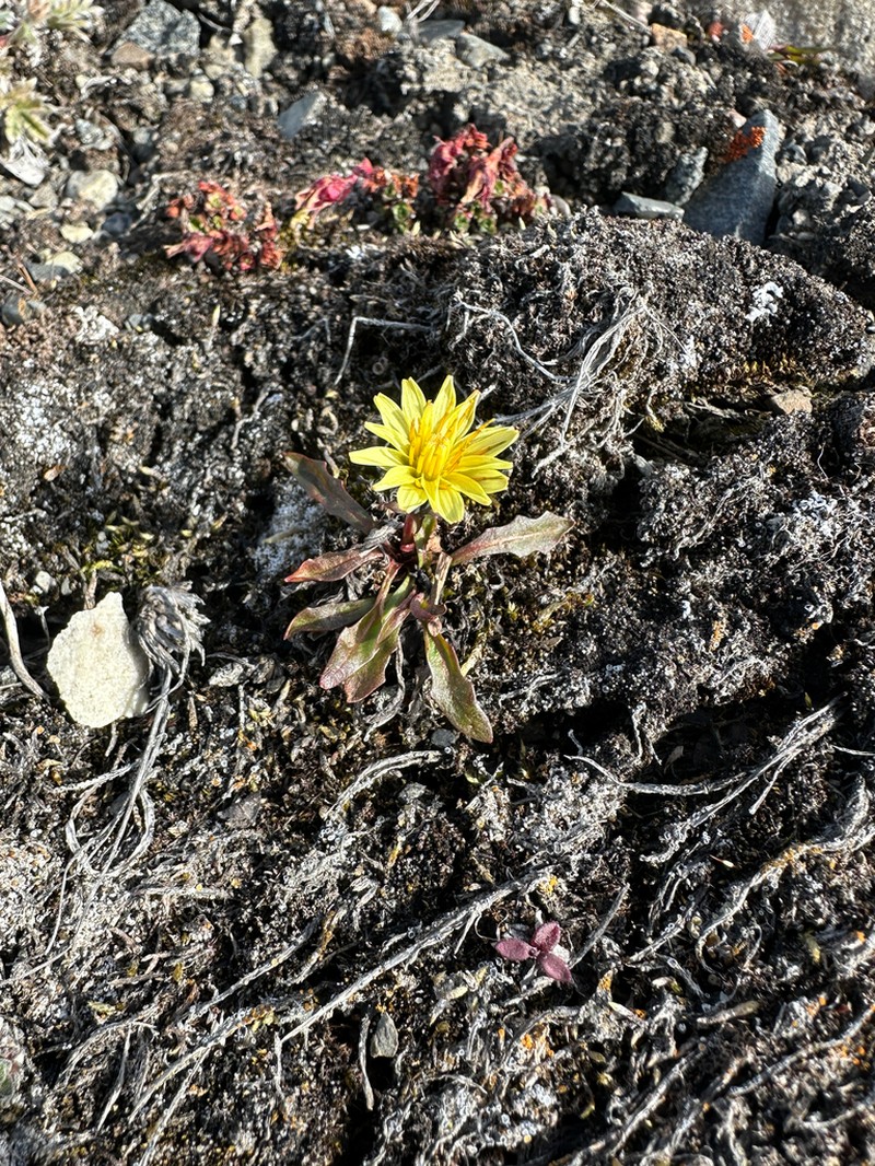 Northern Dandelion photo 2