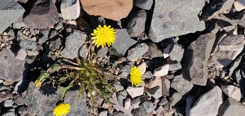 Northern Dandelion photo 3