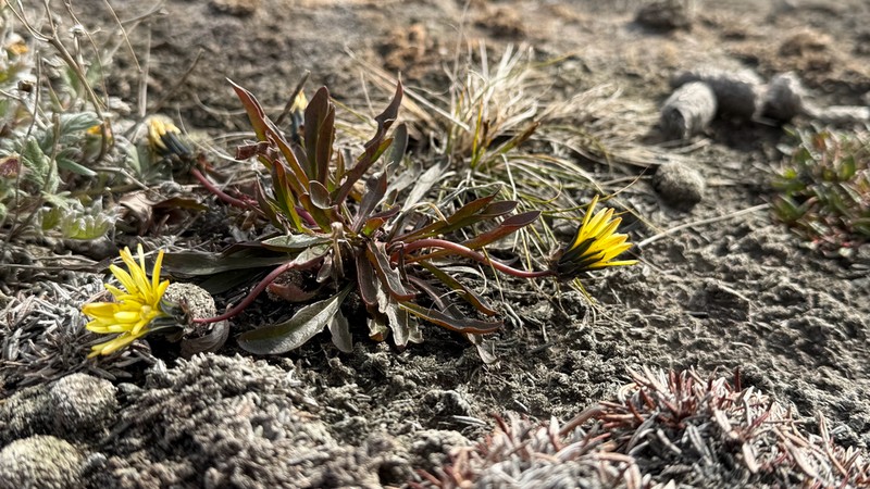Northern Dandelion photo 4