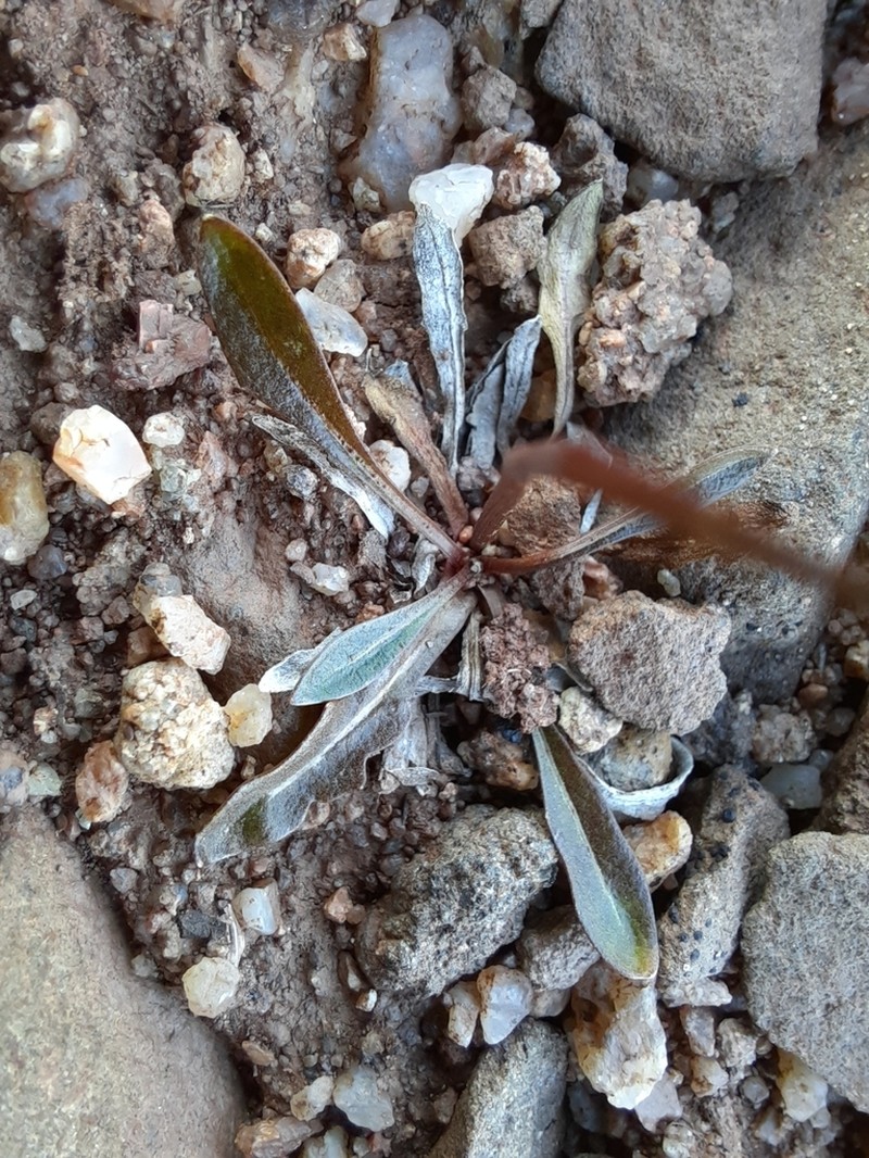 Northern Dandelion photo 5