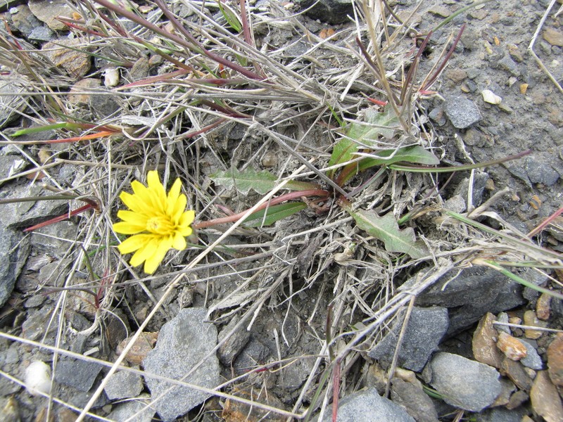 Northern Dandelion photo 6