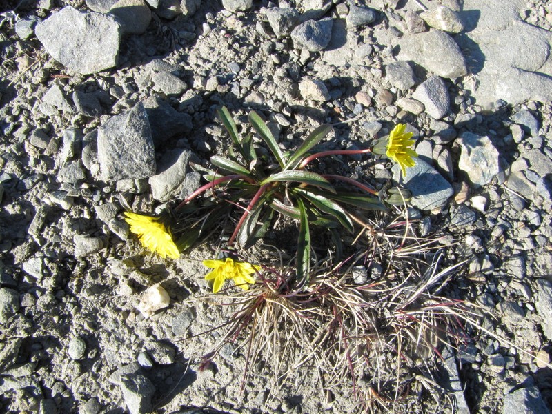 Northern Dandelion photo 7