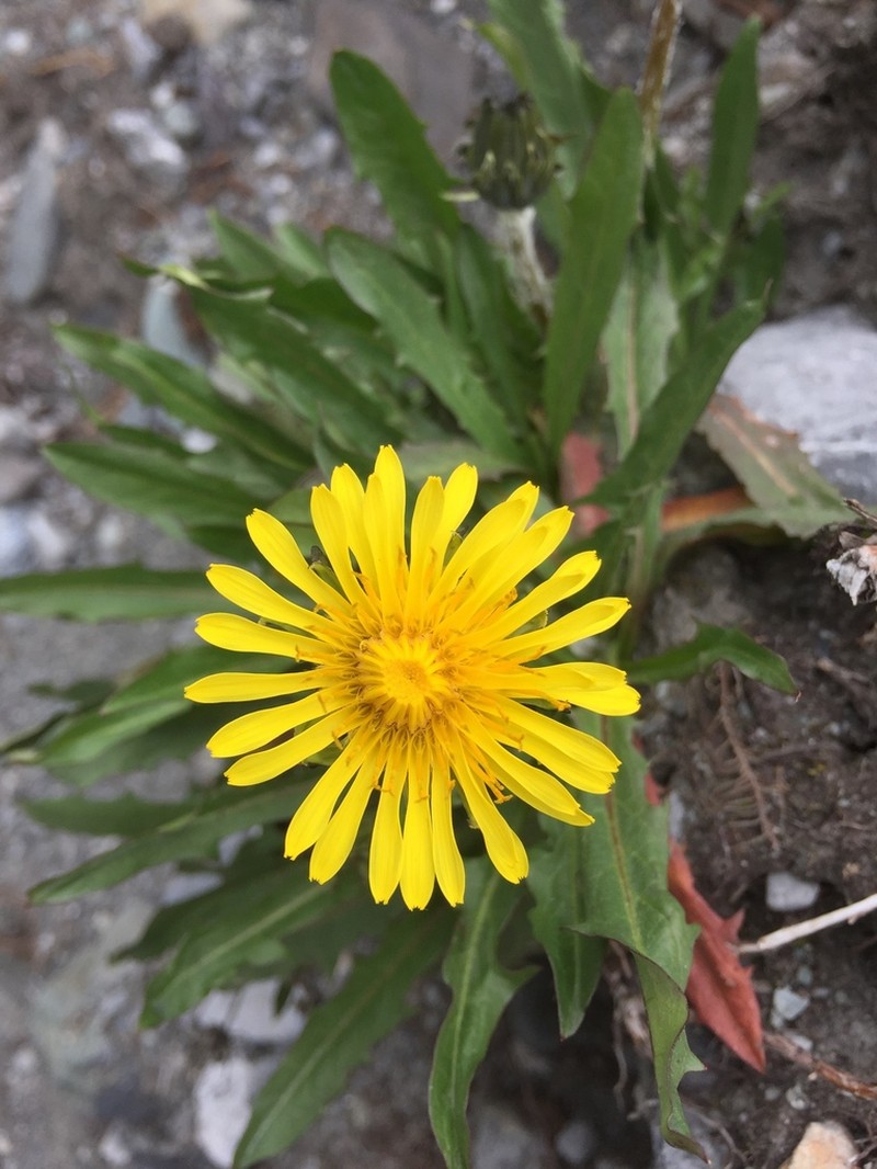 Northern Dandelion photo 8