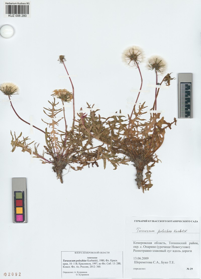 Taraxacum polozhiae photo 2