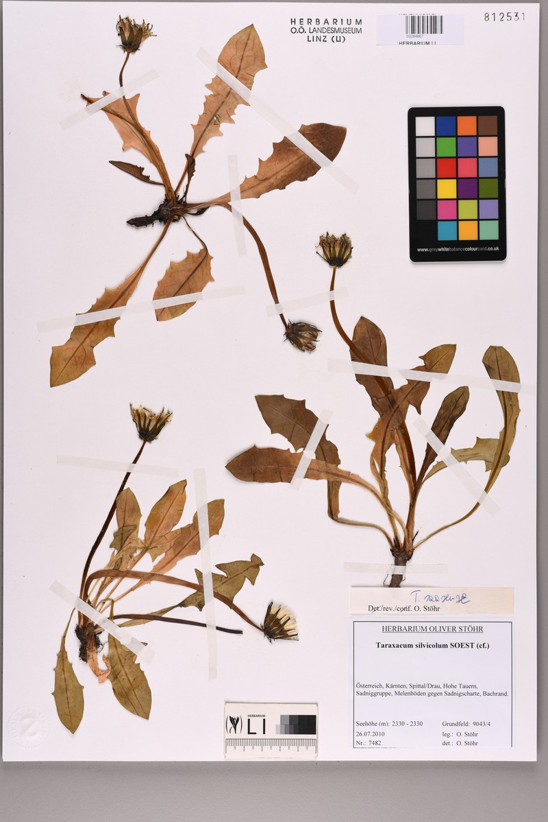 Taraxacum saasense