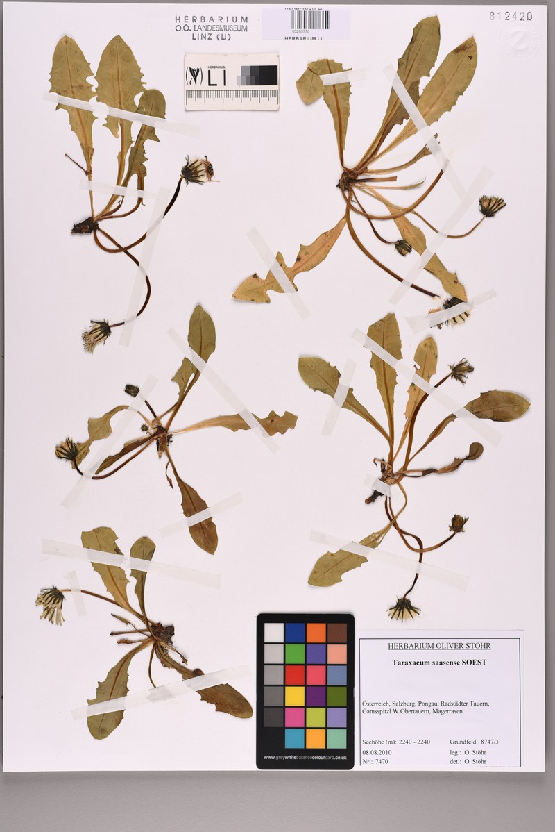 Taraxacum saasense photo 3