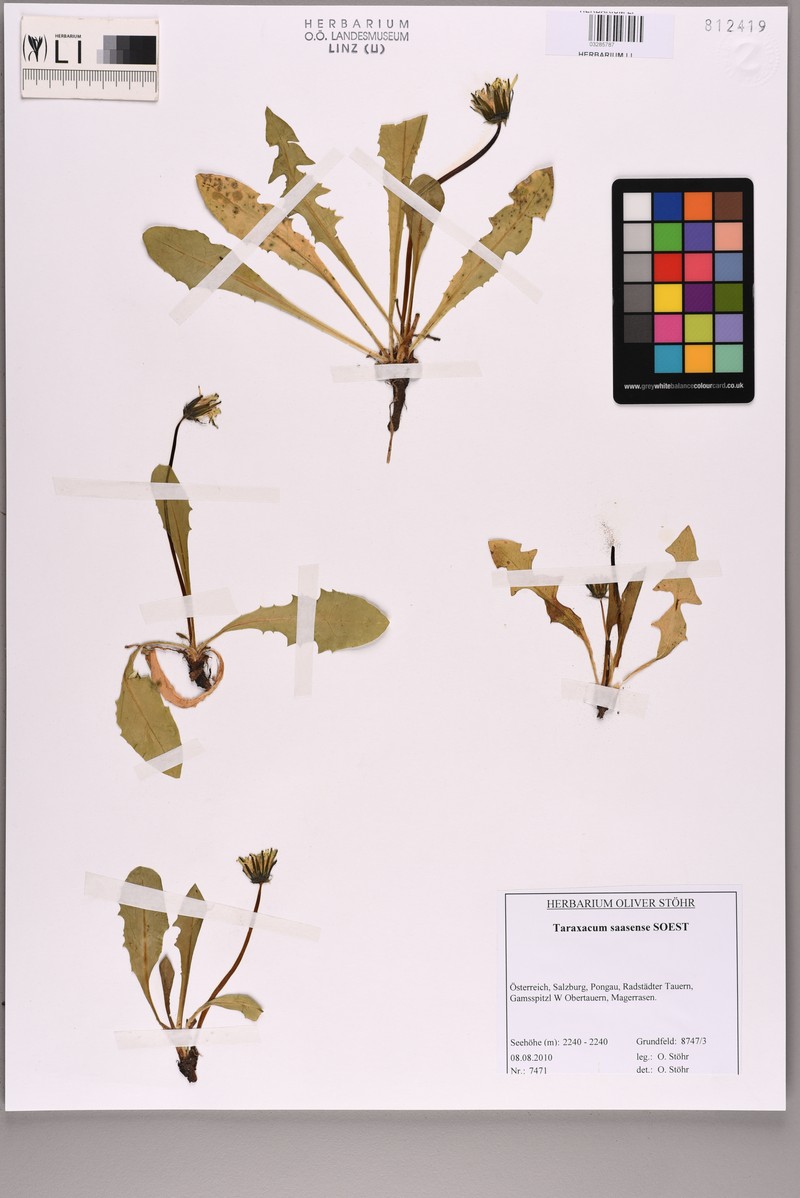 Taraxacum saasense photo 4