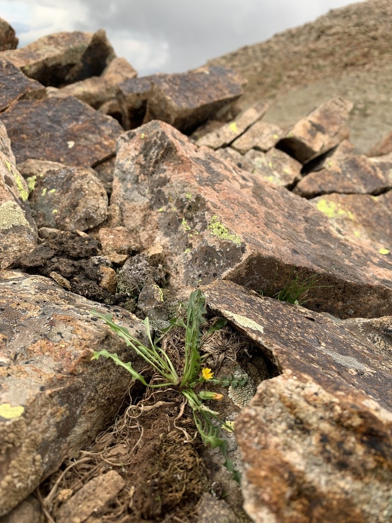 Taraxacum scopulorum