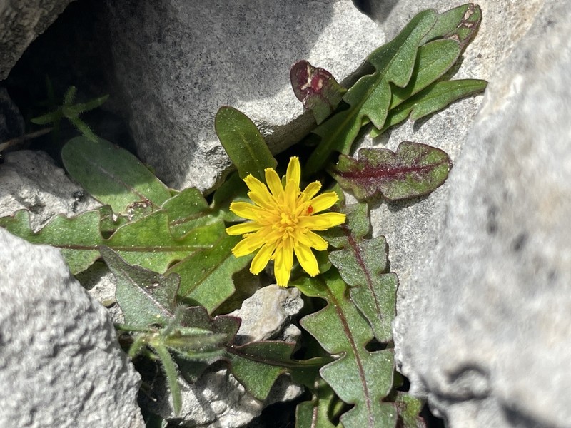 Taraxacum scopulorum photo 2