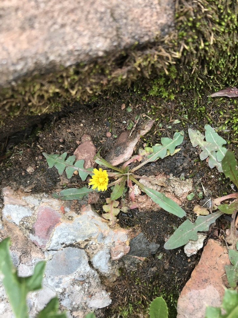 Taraxacum scopulorum photo 5