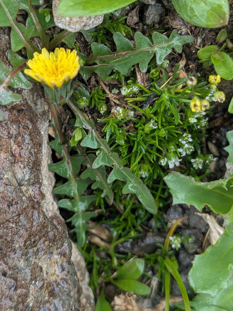 Taraxacum scopulorum photo 6