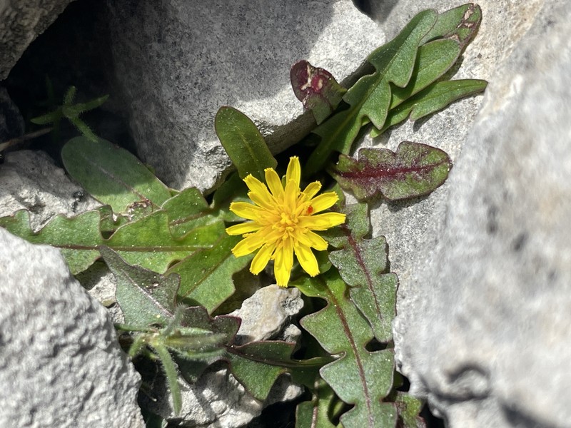 Taraxacum scopulorum photo 7