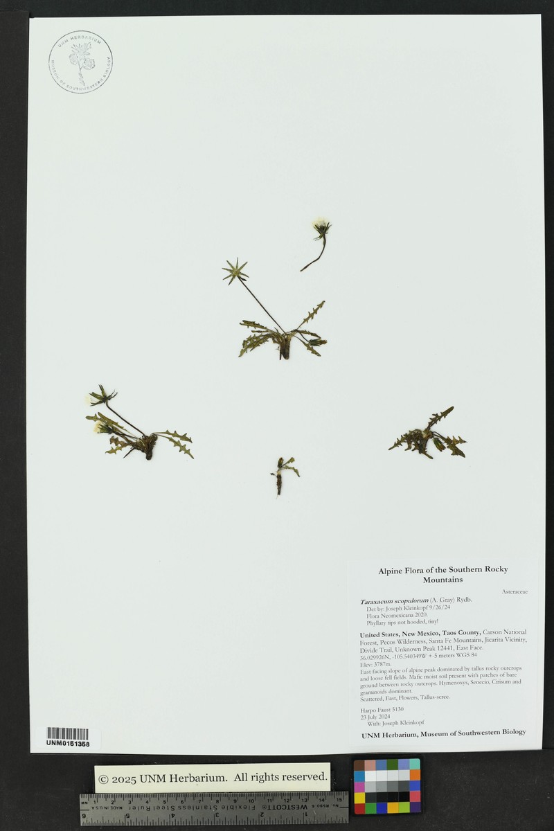 Taraxacum scopulorum photo 8