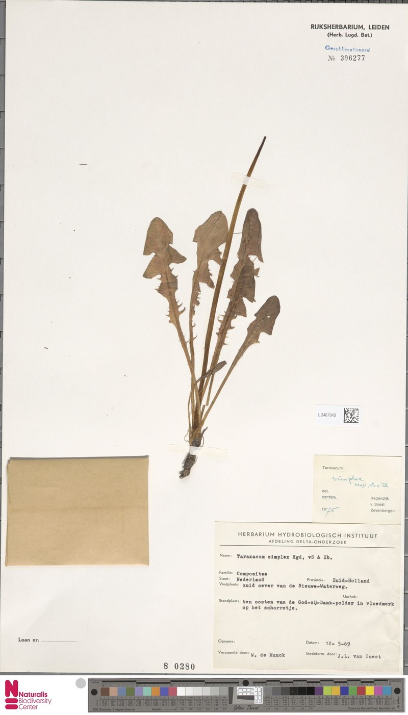 Taraxacum simplex