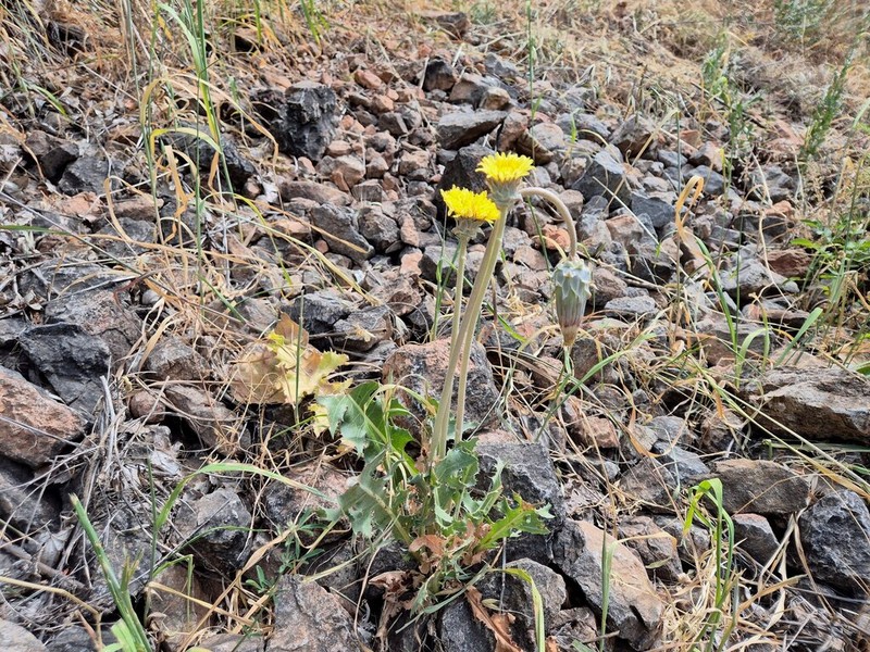 Taraxacum sonchoides